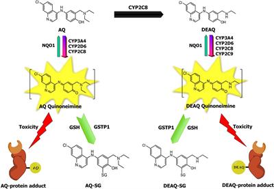 Glutathione S-Transferase P1 Protects Against Amodiaquine Quinoneimines-Induced Cytotoxicity but Does Not Prevent Activation of Endoplasmic Reticulum Stress in HepG2 Cells